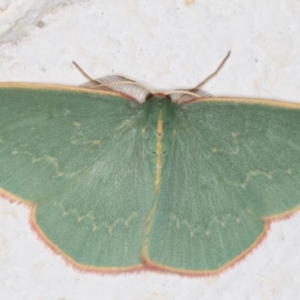 Chlorocoma dichloraria at Melba, ACT - 8 Nov 2021 12:01 AM