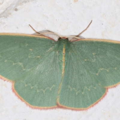 Chlorocoma dichloraria (Guenee's or Double-fringed Emerald) at Melba, ACT - 8 Nov 2021 by kasiaaus