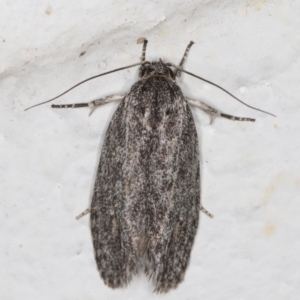 Agriophara (genus) at Melba, ACT - 8 Nov 2021