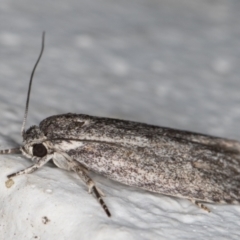 Agriophara (genus) at Melba, ACT - 8 Nov 2021