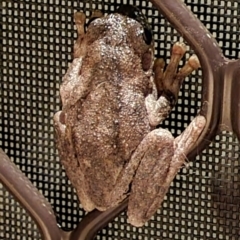 Litoria peronii (Peron's Tree Frog, Emerald Spotted Tree Frog) at Crestwood, NSW - 26 Jan 2022 by M