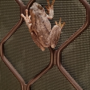 Litoria peronii at Crestwood, NSW - 26 Jan 2022