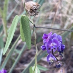 Glycine tabacina (Variable Glycine) at Yarralumla, ACT - 25 Jan 2022 by JaneR