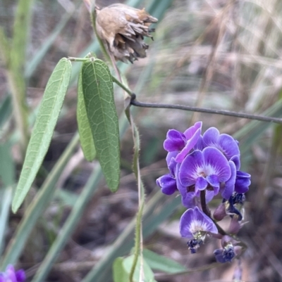 Glycine tabacina (Variable Glycine) at Yarralumla, ACT - 25 Jan 2022 by JaneR