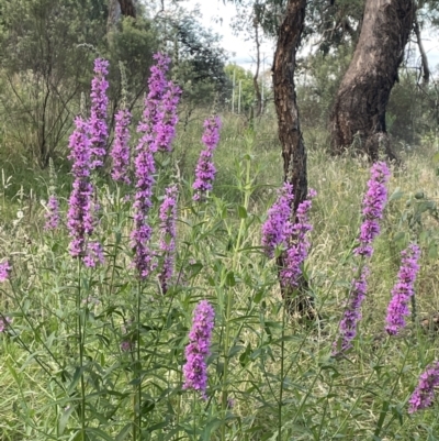 Lythrum salicaria (Purple Loosestrife) at Stirling Park - 25 Jan 2022 by JaneR