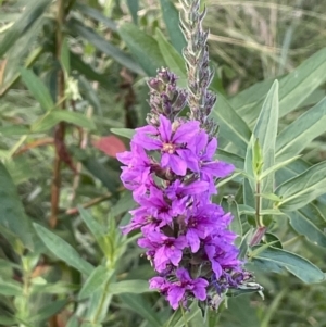 Lythrum salicaria at Yarralumla, ACT - 25 Jan 2022 07:14 PM