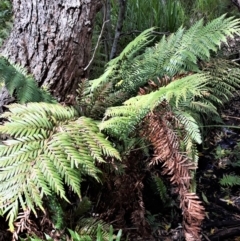 Todea barbara (King Fern) at Culburra Beach, NSW - 24 Jan 2022 by plants