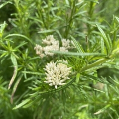 Cassinia aculeata subsp. aculeata (Dolly Bush, Common Cassinia, Dogwood) at Booth, ACT - 25 Jan 2022 by RAllen