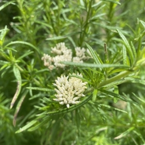 Cassinia aculeata subsp. aculeata at Booth, ACT - 25 Jan 2022