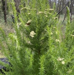 Cassinia aculeata subsp. aculeata at Booth, ACT - 25 Jan 2022