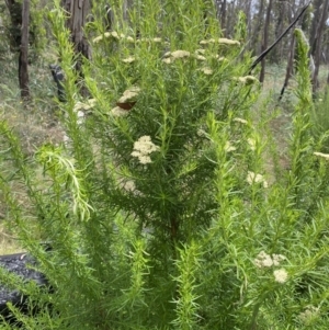 Cassinia aculeata subsp. aculeata at Booth, ACT - 25 Jan 2022