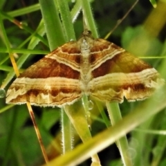 Chrysolarentia conifasciata (Broad-banded Carpet) at Paddys River, ACT - 25 Jan 2022 by JohnBundock