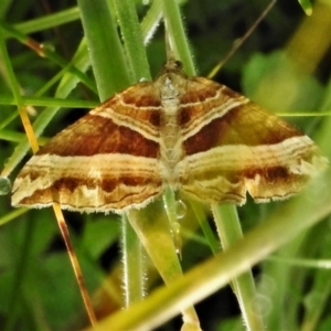 Chrysolarentia conifasciata at Paddys River, ACT - 25 Jan 2022