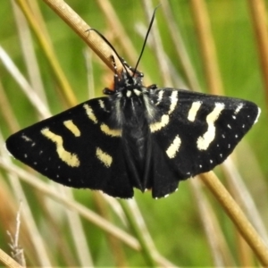 Phalaenoides tristifica at Paddys River, ACT - 25 Jan 2022