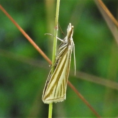 Hednota species near grammellus (Pyralid or snout moth) at Paddys River, ACT - 25 Jan 2022 by JohnBundock