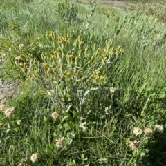 Senecio gunnii at Kosciuszko National Park, NSW - 21 Jan 2022