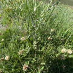 Senecio gunnii at Kosciuszko National Park, NSW - 21 Jan 2022