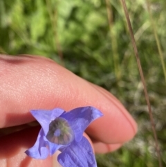 Wahlenbergia ceracea (Waxy Bluebell) at Kosciuszko National Park, NSW - 20 Jan 2022 by Ned_Johnston