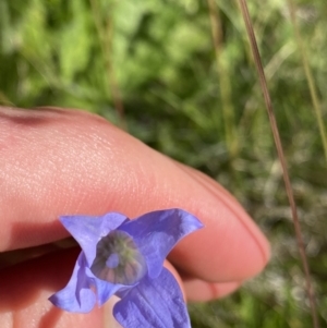 Wahlenbergia ceracea at Kosciuszko National Park, NSW - 21 Jan 2022