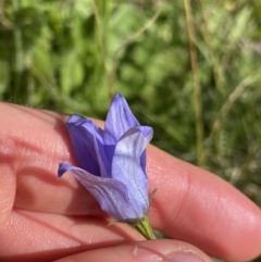 Wahlenbergia ceracea at Kosciuszko National Park, NSW - 21 Jan 2022