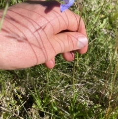 Wahlenbergia ceracea at Kosciuszko National Park, NSW - 21 Jan 2022