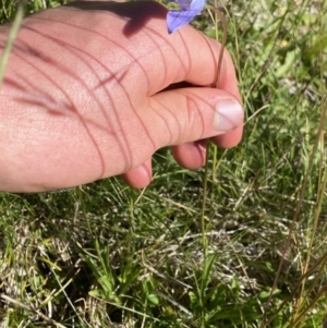 Wahlenbergia ceracea at Kosciuszko National Park, NSW - 21 Jan 2022