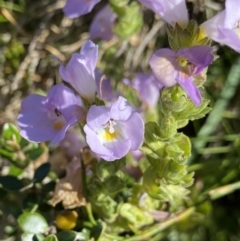 Euphrasia collina subsp. diversicolor (Variable Eyebright) at Kosciuszko National Park, NSW - 21 Jan 2022 by NedJohnston