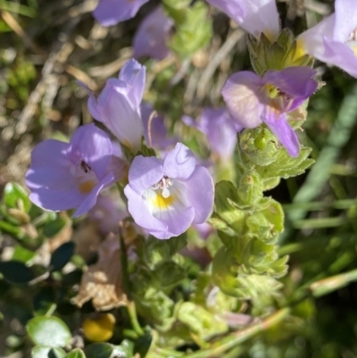 Euphrasia collina subsp. diversicolor (Variable Eyebright) at Kosciuszko National Park, NSW - 21 Jan 2022 by NedJohnston