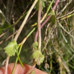 Euphrasia collina subsp. diversicolor at Kosciuszko National Park, NSW - 21 Jan 2022 09:15 AM