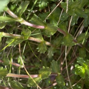 Euphrasia collina subsp. diversicolor at Kosciuszko National Park, NSW - 21 Jan 2022