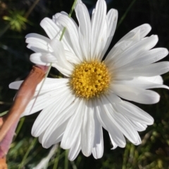 Celmisia costiniana (Costin's Snow Daisy) at Kosciuszko National Park, NSW - 21 Jan 2022 by NedJohnston