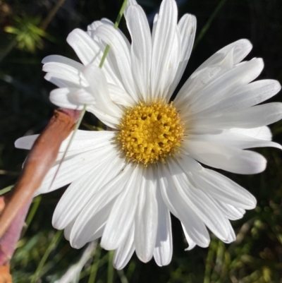Celmisia costiniana (Costin's Snow Daisy) at Kosciuszko National Park, NSW - 21 Jan 2022 by NedJohnston