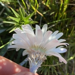 Celmisia costiniana at Kosciuszko National Park, NSW - 21 Jan 2022