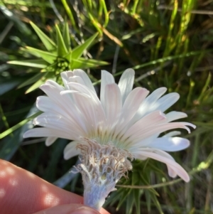 Celmisia costiniana at Kosciuszko National Park, NSW - 21 Jan 2022