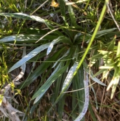 Celmisia costiniana at Kosciuszko National Park, NSW - 21 Jan 2022