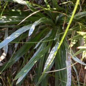 Celmisia costiniana at Kosciuszko National Park, NSW - 21 Jan 2022