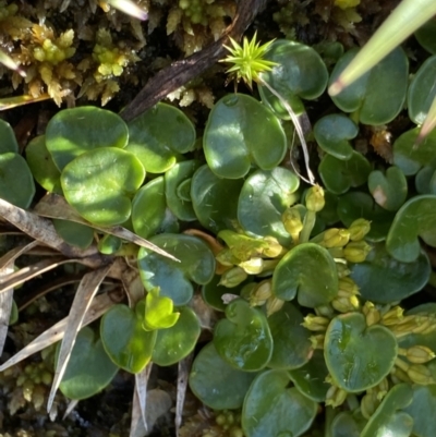 Diplaspis nivis (Snow Pennywort) at Kosciuszko National Park, NSW - 20 Jan 2022 by Ned_Johnston