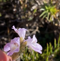 Euphrasia collina subsp. diversicolor (Variable Eyebright) at Kosciuszko National Park, NSW - 21 Jan 2022 by NedJohnston