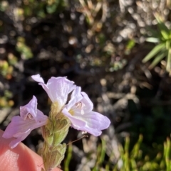 Euphrasia collina subsp. diversicolor at Kosciuszko National Park, NSW - 21 Jan 2022