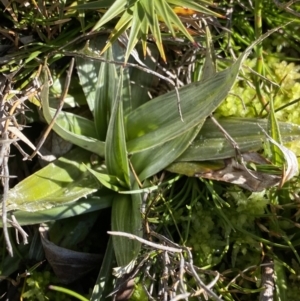 Astelia psychrocharis at Kosciuszko National Park, NSW - 21 Jan 2022