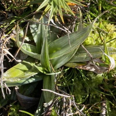 Astelia psychrocharis at Kosciuszko National Park - 20 Jan 2022 by Ned_Johnston