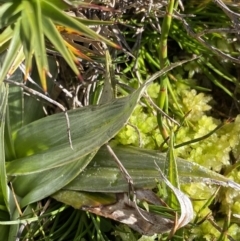 Astelia psychrocharis at Kosciuszko National Park, NSW - 21 Jan 2022