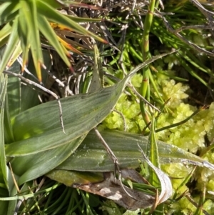 Astelia psychrocharis at Kosciuszko National Park, NSW - 21 Jan 2022