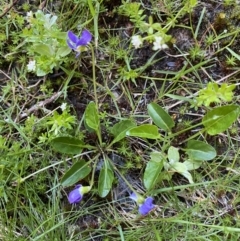 Viola betonicifolia (Mountain Violet) at Kosciuszko National Park, NSW - 21 Jan 2022 by NedJohnston