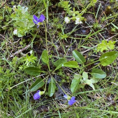 Viola betonicifolia (Mountain Violet) at Kosciuszko National Park, NSW - 20 Jan 2022 by Ned_Johnston