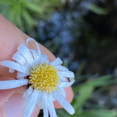 Celmisia pugioniformis (Dagger-leaf Snow Daisy) at Geehi, NSW - 20 Jan 2022 by Ned_Johnston