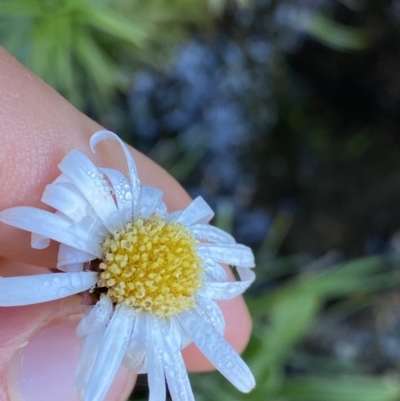 Celmisia pugioniformis (Dagger-leaf Snow Daisy) at Geehi, NSW - 21 Jan 2022 by NedJohnston