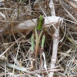 Oedaleus australis at Molonglo Valley, ACT - 26 Jan 2022