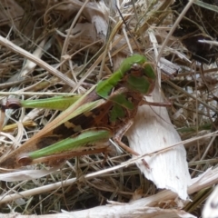 Oedaleus australis at Molonglo Valley, ACT - 26 Jan 2022