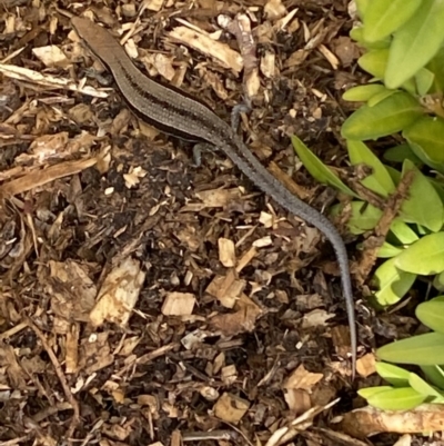 Lampropholis guichenoti (Common Garden Skink) at Numeralla, NSW - 26 Jan 2022 by SteveBorkowskis